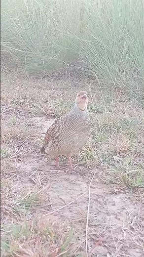 Gray Francolin Sound | Partridge Call from the Wild