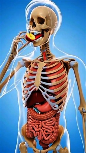 How Food Is Digested in the Human Body | Amazing Digestive System Explained #digestivesystem #health