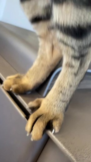 Domestic Cat Showing Off Its Unique Toes