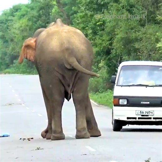 Encountering the Majestic Road Boss: An Elephant's Journey