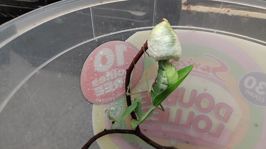 21 reactions | Big Bug Bonanza - 31 Bugs in August Praying mantis This female praying mantis is busy building her first ootheca. Inside could be 20-400 eggs (depending on the species) and she can create 2-10 ootheca! Watch closely and you can see her cerci moving to shape the foamy secretions that will harden to protect her eggs. Mum won't be around when they hatch though... as she may eat them. | Exmoor Zoo | Facebook