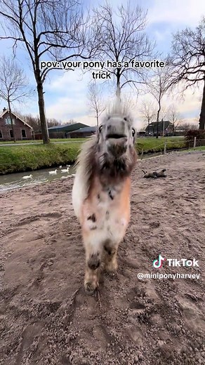 Miniature Horse Tricks: Clicker Training Fun