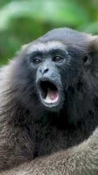 “A Heaven for Bird Lovers 🐦🌿 | Most Beautiful & Rare Birds Compilation 💎” #birdfreaks