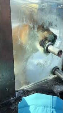 Hengdaohezi Siberian Tiger Park (横道河子东北虎林园) #tiger #siberian