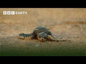 Amazing Turtle Moments | BBC Earth