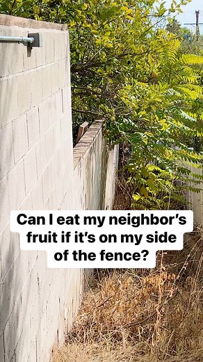 10K views · 43 reactions | Can I eat my neighbor’s fruit if it’s on my side of the fence? | Laguna Short Films | Facebook