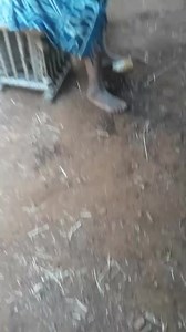 19K views · 434 reactions | Wonderful time in my village ✌️ Je n'ai aucun droit sur la chanson jouée en fond sonore  #lebonheurestunchoix  #laviemeritedetrevecue  | MG | Facebook