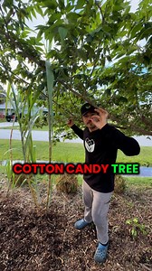 Strawberry tree loaded with fruit! 🍓 Also called the cotton candy tree, its berries taste sweet like cotton candy when ripe The flowers look like strawberries from the store, but instead turn into clusters of red fruit This tree grows really well in Florida and produces abundantly with very little care. Plant it in well-draining soil, add mulch, and it will take off without needing a green thumb Families love it for the sweet fruit, and some people even plant it near chicken coops as natural ch