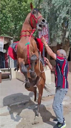 خيل عربي طاغي