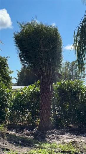 After all the planning, digging, and planting… There’s nothing like the moment we untie those branches and watch your landscape come alive 🌴 That’s why we love what we do. Let’s create your “worth it” moment — turf, lighting, palms & more. @artificialturfguyfl #luxurylandscape #treeservice #sylvesterpalm #palmtrees #palmbeachgardens #worthit #miami #southflorida #newconstructionhomes #luxuryliving #paradise | The Palm Guy