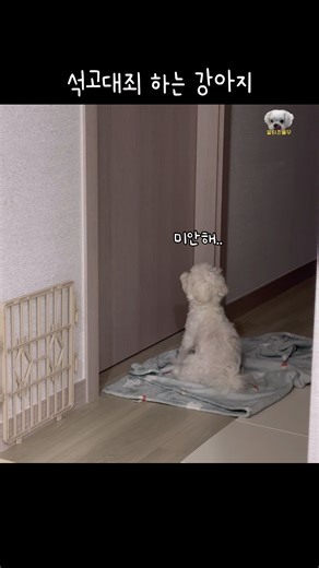 귀여운 강아지 석고대죄하는 영상 #말티즈율무 #강아지