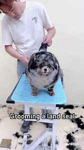 141K views · 591 reactions | a big round boi #dog | 9GAG TV | Facebook