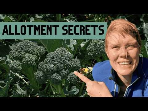 Planting Broccoli the Way Old Allotment Growers Taught Me