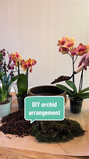 How to brighten up your interior after the holidays #orchidarrangement #diy #plantarrangement #orchids #bloomingorchids #winterhomedecor