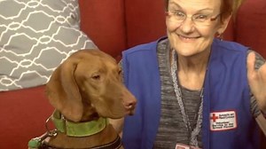 First Aid for your pets