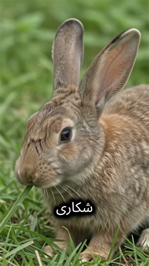 POV: The Japanese Island Full of Rabbits 🐰💀
