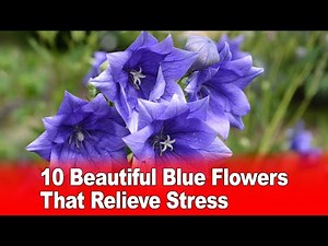 10 Beautiful Blue Flowers That Relieve Stress