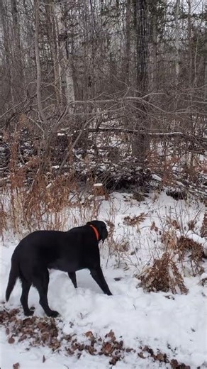 Hunting dog #gundogtraining #grousehunting