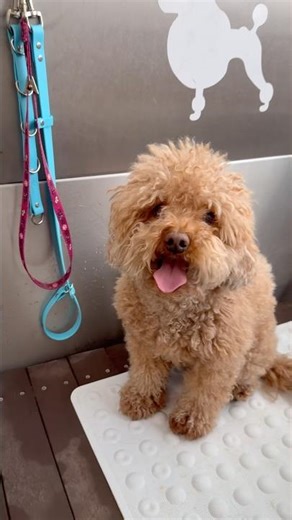 From Fluffy to Fabulous 🐶✨ Cockapoo Grooming Session