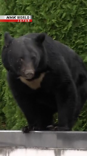 Bear attacks: Japanese ministers discuss growing crisis | NHK WORLD-JAPAN