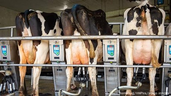 Cow AI: How robots are changing cattle farming