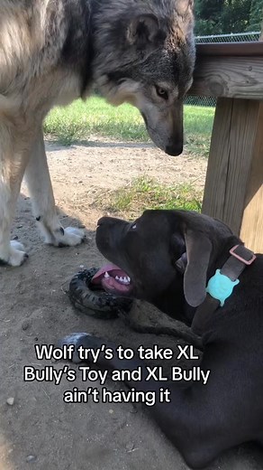 74K views · 810 reactions | 16 month old North American Timber Wolf plays with 6 month old XL Bully #wolf #xlbully #doglo | Lukas Waters | Facebook