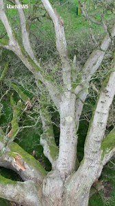 106K views · 574 reactions | Villagers ‘heartbroken’ after 700-year-old oak tree falls. #devon #silverton #oaktree #nature | ITV News West Country | Facebook