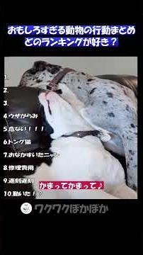 面白可笑しい動物たちの日常【最後は音量注意】 #かわいい #おすすめ #動物