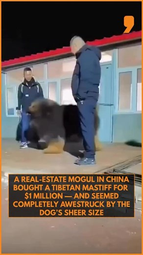 Remember the $1 million dog? This colossal Tibetan Mastiff was snapped up by a Chinese real-estate developer at a 2014 luxury pet fair — and it’s once again grabbing attention online for its sheer size and royal presence. . . . . . #dogs #dogsofinstagram #doglovers #dogphoto #china #tibetan_mastiff | NEWS9