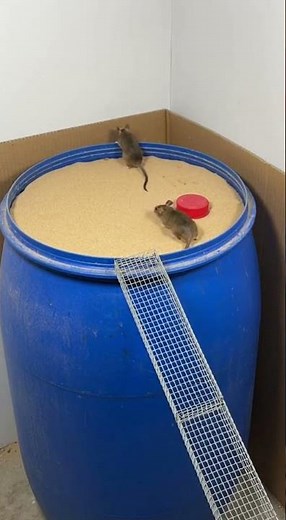 Shocking! Hungry mouse searched food, trap fails hilariously #mouse #trap #funny