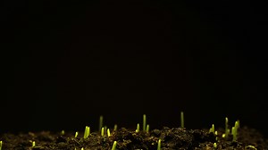 Growing seeds rising from soil time lapse 4k footage.