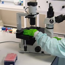 Video: Fabrication of Amyloid-β-Secreting Alginate Microbeads for Use in Modelling Alzheimer's Disease