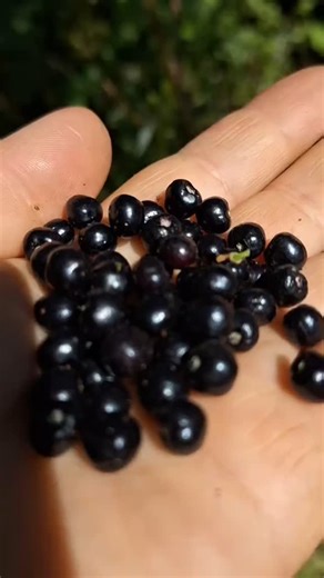 2.8K reactions · 353 shares |  El Maqui, el fruto curativo de la cultura ancestral mapuche. El maqui es un berry nativo que crece en el sur Chile. Desde tiempos ancestrales la cultura mapuche lo consumía y utilizaba por sus grandes poderes curativos. | Rutas Chilenas | Facebook