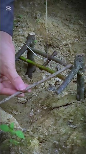 How to make a trap #bushcraft #wildliferescue #survival #birdtrap #animaltrap #satisfying