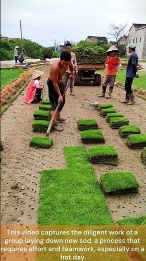 The process of laying new sod on a lawn