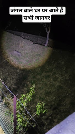 Jim Corbett के पास से गुजरते जंगली जानवर #animalplanet #shorts