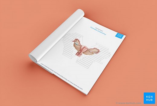 Study the reproductive system with labeled diagrams and quizzes