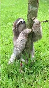 🦥Sloth Pooping on the Ground!