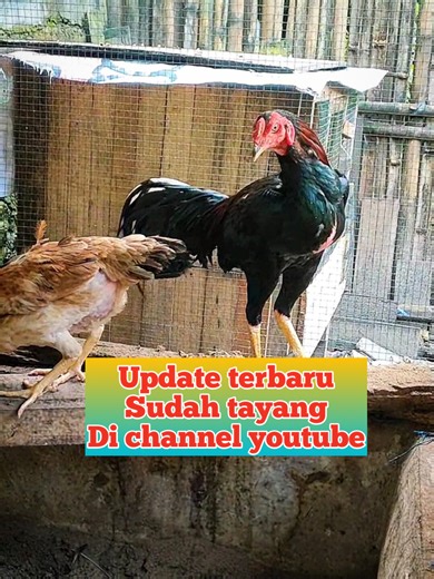 Panduan Ternak Ayam Bangkok Terbaru di YouTube