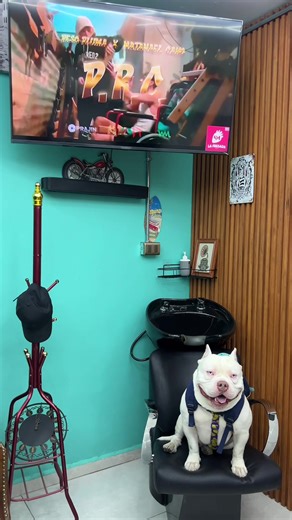 Vamos a demostrarle a mi papá que soy el mejor en marketing 🔥🔥 . . . #barberia #paratiiiiiiiiiiiiiiiiiiiiiiiiiiiiiii #perritos #perrostiktokers #bully