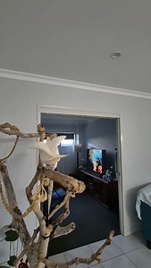 Acca Dacca. Aussie bird. Aussie Rock 🕺🎶 #acdc #corella #dancingbirds #dailyfloof #parrotsofinstagram | Eddie's Flight Club