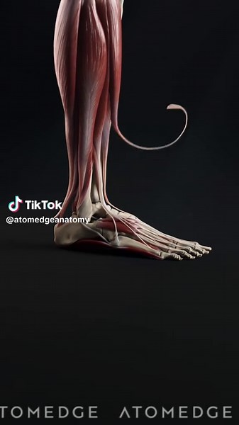 Ever think about how amazing your feet are? 🤔 Each one has 33 joints, comprising 26 unique bones... 28 if you include the sesamoid bones just at the base of your big toe. The arrangement of these bones is unique, forming 2 integral arches which are built to absorb shock, maintain balance, and put a little spring in your step. 👣🦴 #anatomyfact #FeetFacts #humanbody #footanatomy #SkeletalSystem #medicaleducation #UKMed #biomechanicsculture #Orthopedics #ukmedstudent