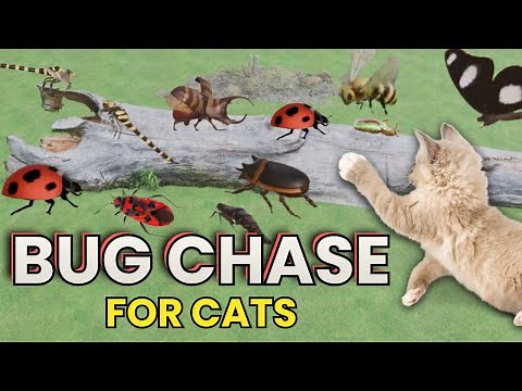 🐞 Bug Chase for Cats | Insects Moving on Screen | Cat Games TV