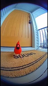 Hope this brings you a smile.. 😄Have a great day.. 💞 #beautiful #Cardinals #song | Cardinal Lover Fans Page