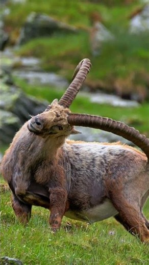 🐐 Alpine Ibex – King of the Mountains 🏔️