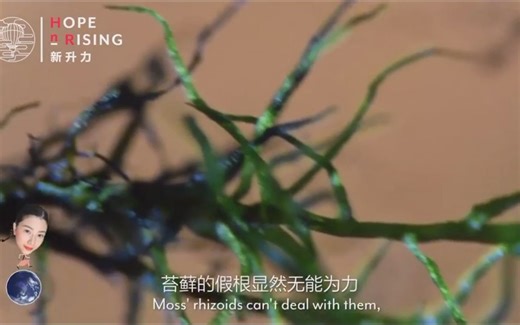 L6 植物的演化