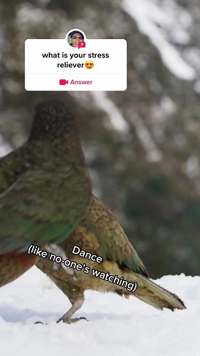 Dancing Birds on Frozen Planet 2