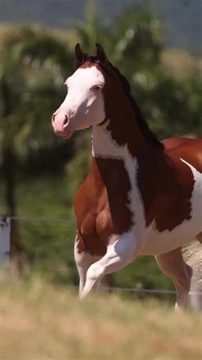 Video de Rancheras y Caballos 🐎🐎 (@rancherasycaballos) relacionado con “los caballos”