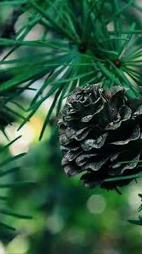 The Eastern Larch Tree; the Tamarack #nature #tree
