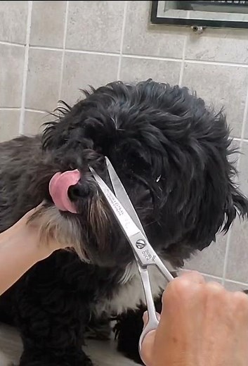 Trimming a dogs face with scissors demo, Shih-Tzu